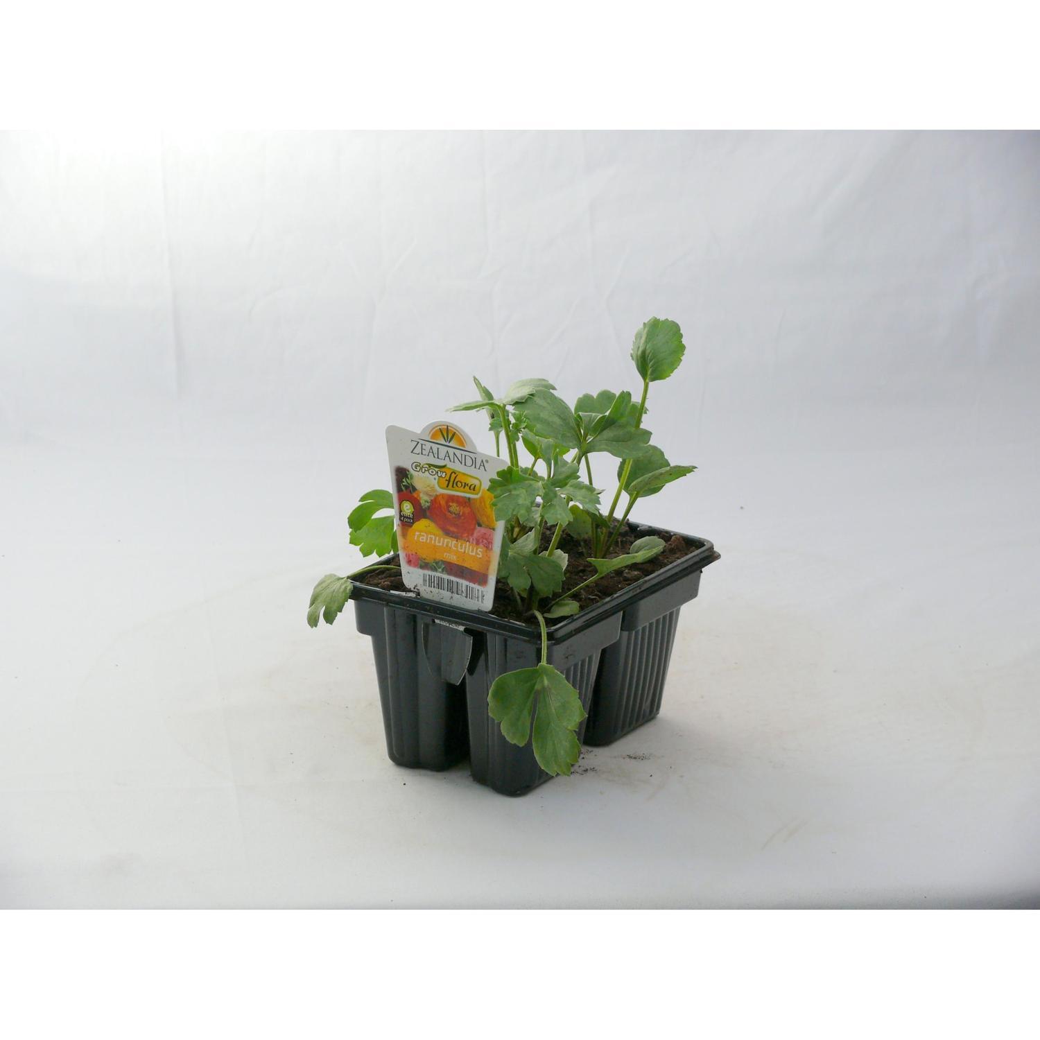 Ranunculus