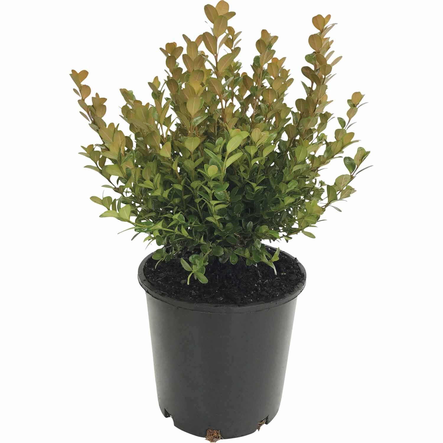 Buxus Green Gem