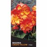 Begonia Crispa