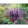 Cordyline Red Fountain