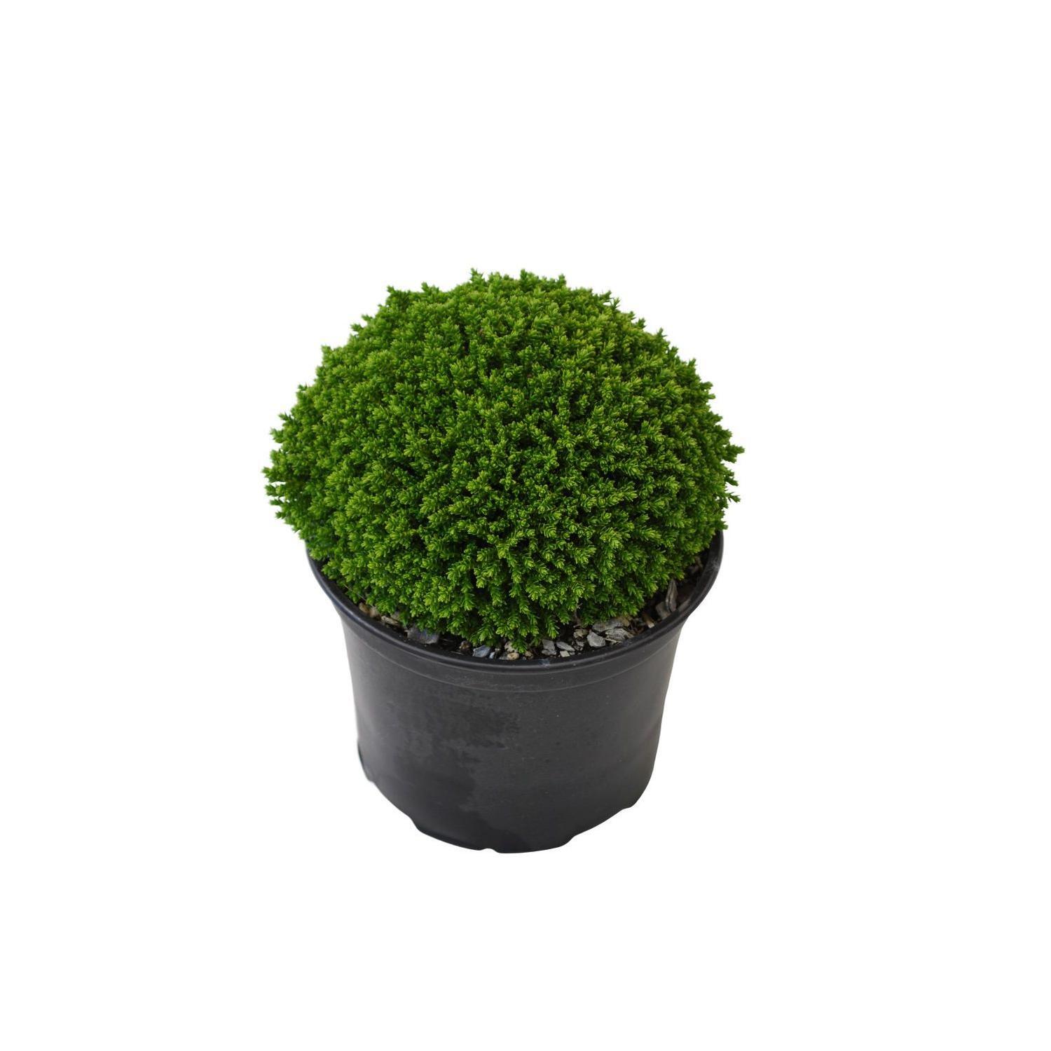 Hebe Emerald Green