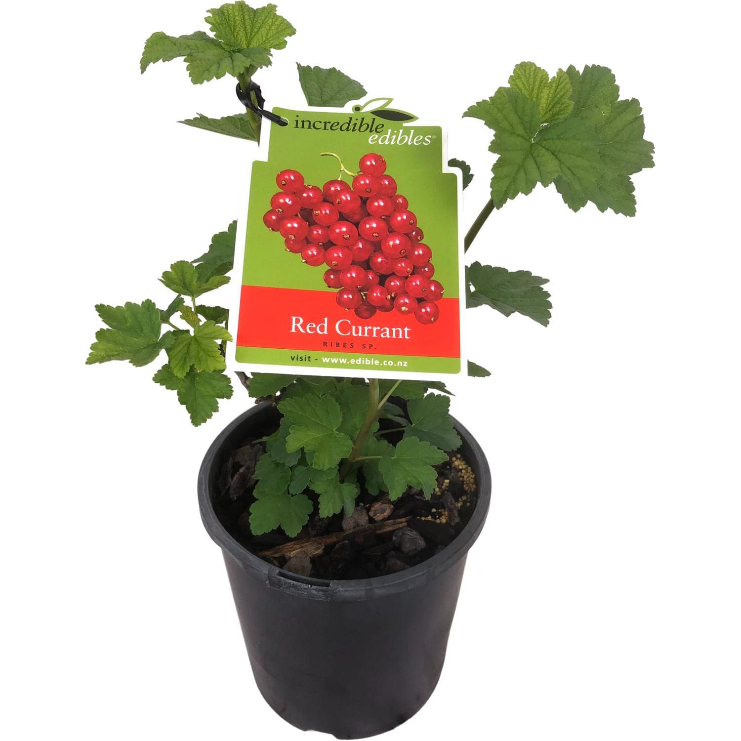 Currant Red
