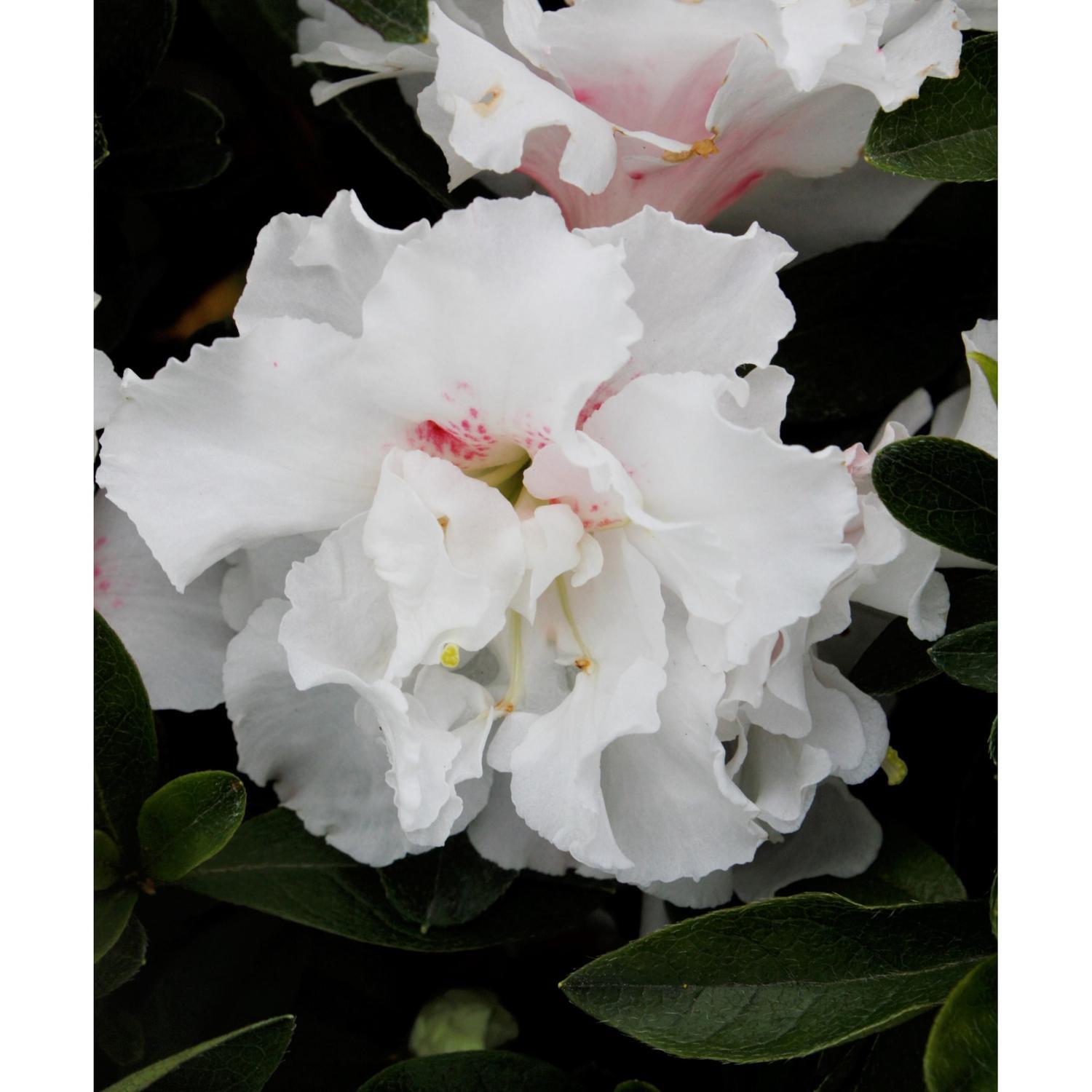 Azalea