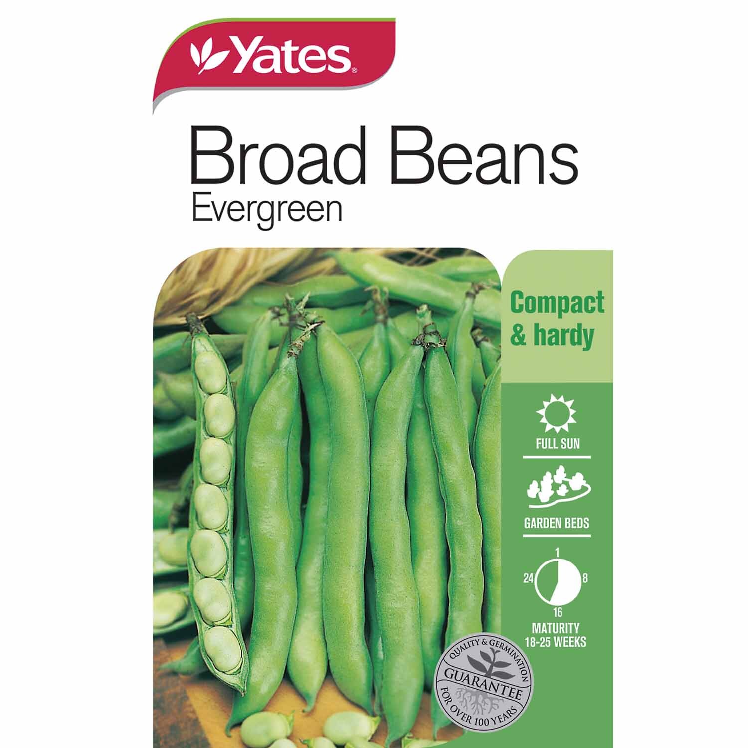 Broad Beans Evergreen