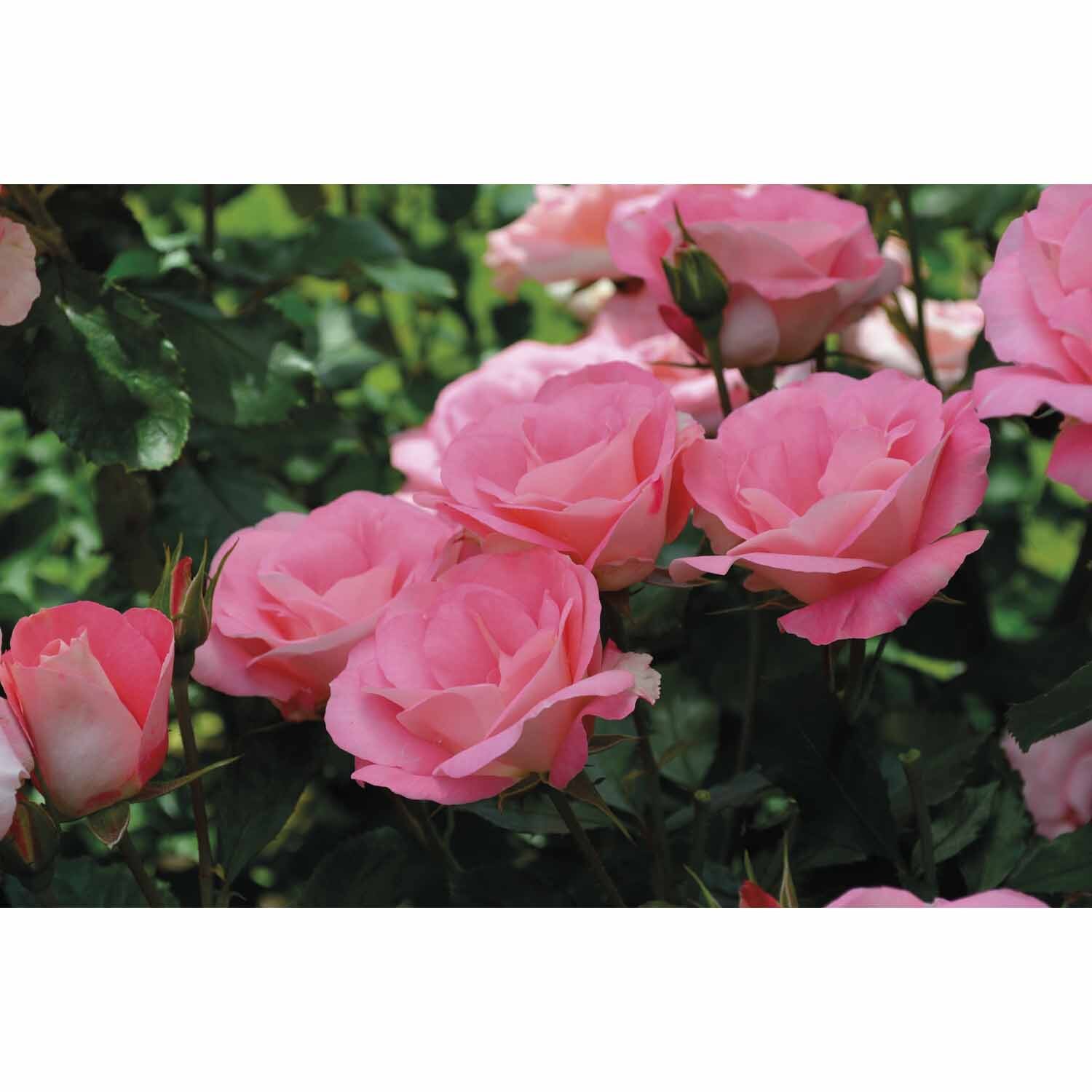 Rose Patio Eye Candy 6L