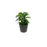 Peperomia Obtusa 'Jade' in Ceramic Pot