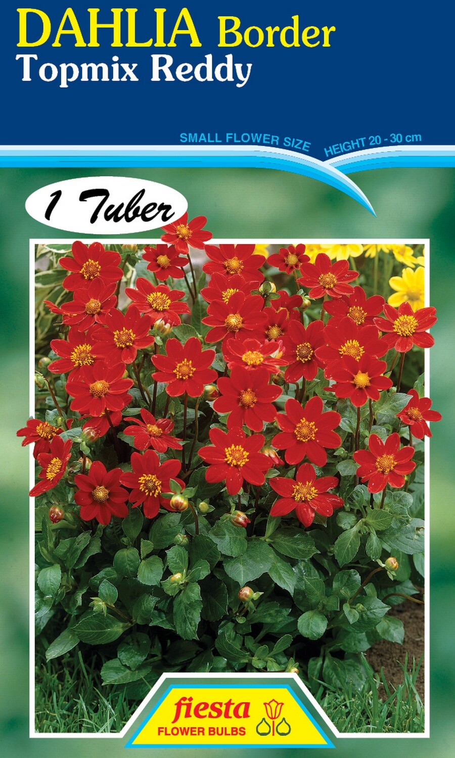 Dahlia Single Topmix Reddy 1 Pack