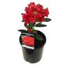Rhododendron Taurus