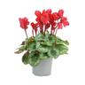 Cyclamen Metalis Heart Series