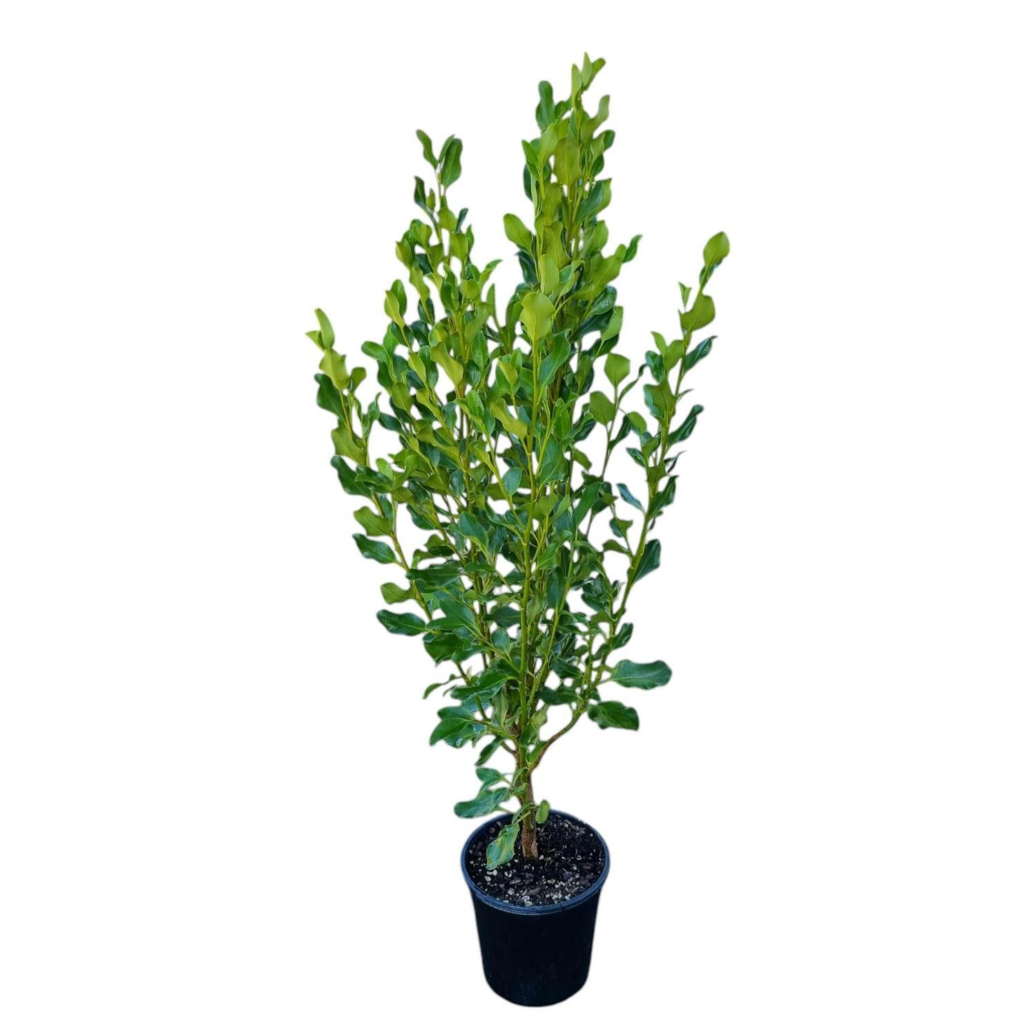 Griselinia Littoralis Broadway Mint  4L