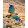 Splashback Glass 600 x 750mm Mt Cook Kea