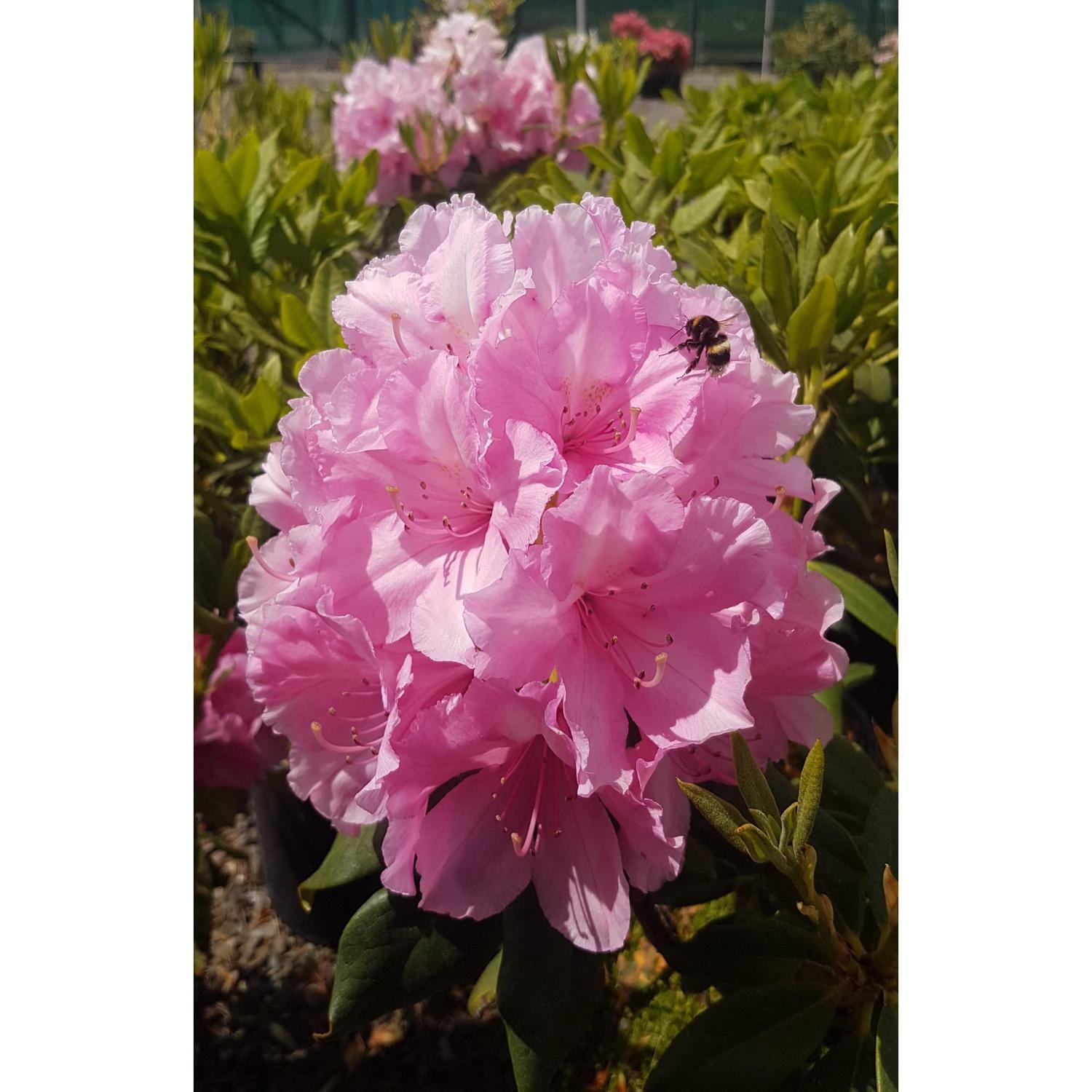 Rhododendron Alice