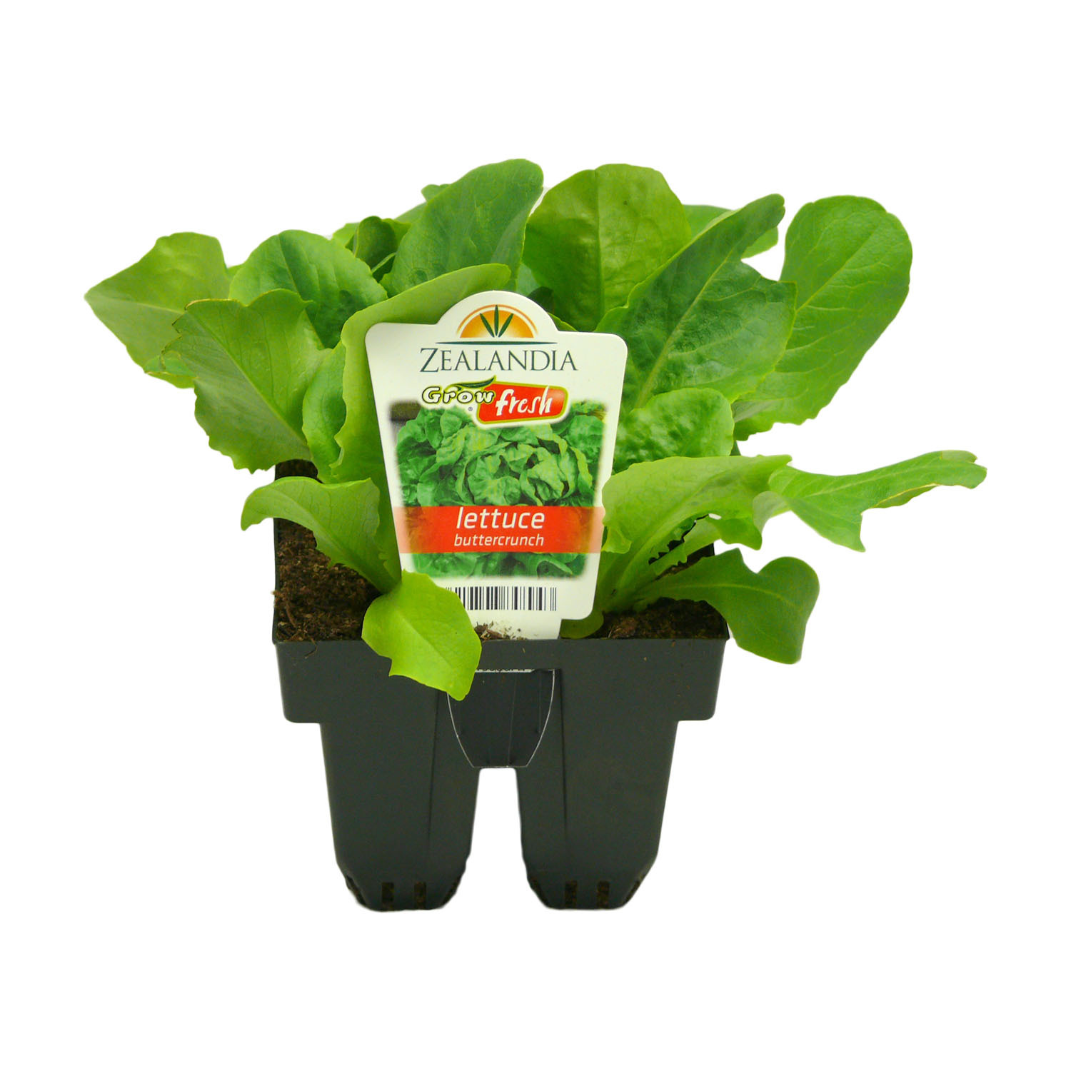 Lettuce Buttercrunch