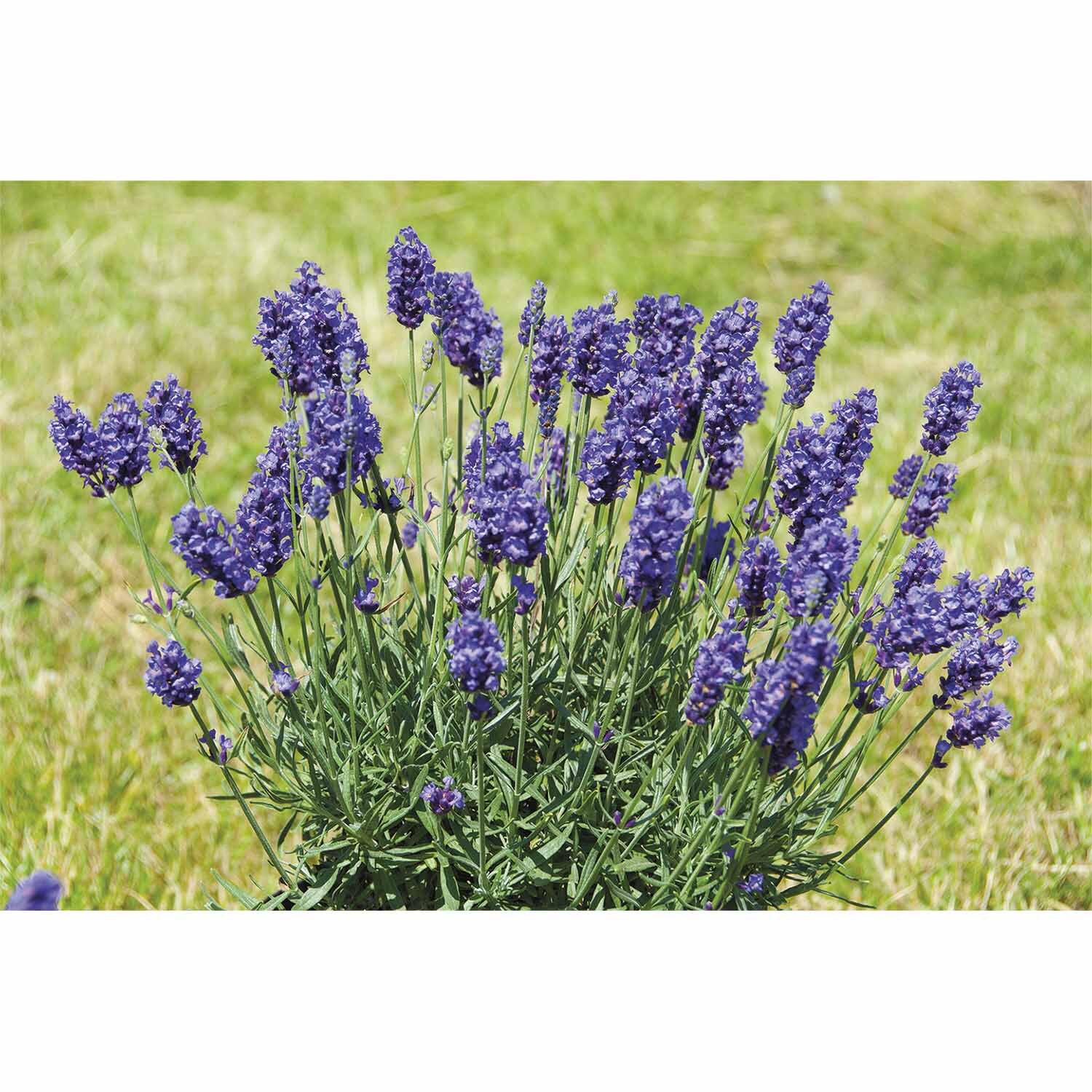 Lavender Little Poppet