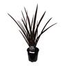 Phormium Royal Flush