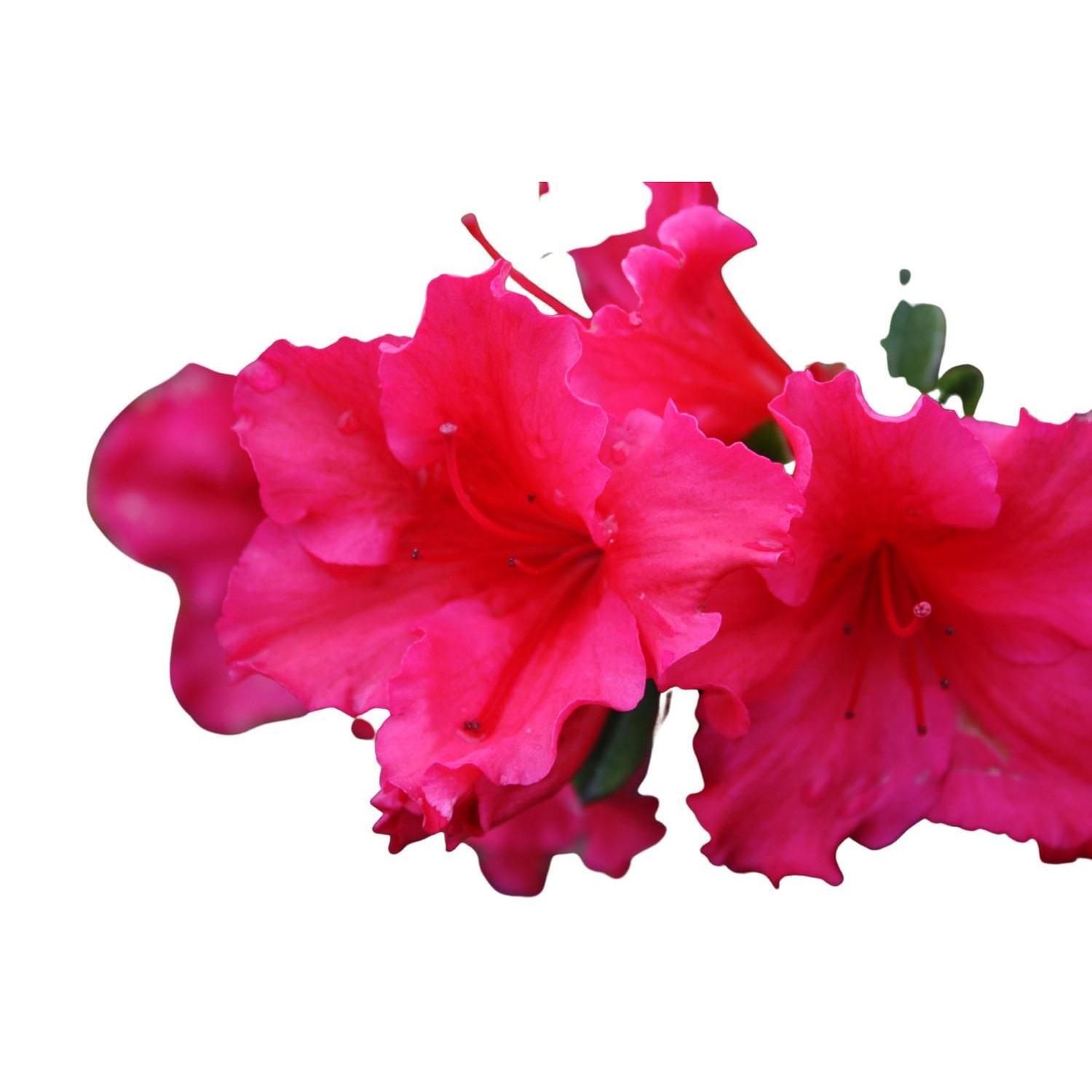 Azalea