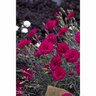 Dianthus Waterloo Sunset
