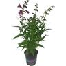 Penstemon Boysenberry Taffy