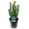 Euonymus 'Green Spire' 2.5 litre