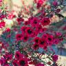 Leptospermum 'Tea Tree' Burgundy Queen 8.5L