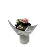 Begonia Elator Gift Wrapped 13cm