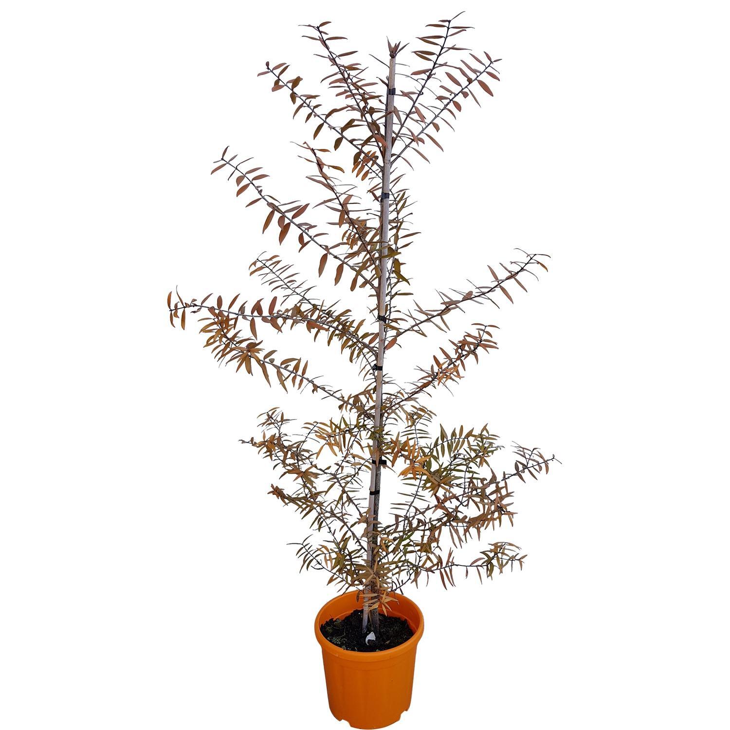 Agathis Australis