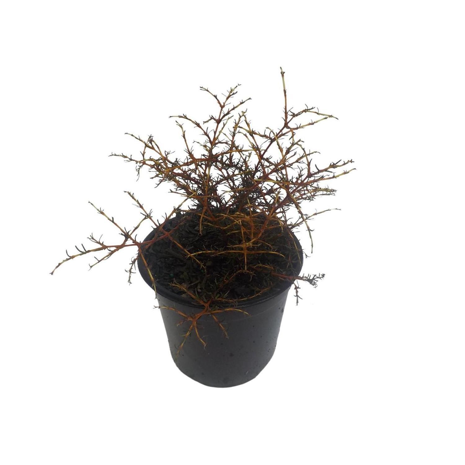Coprosma 'Lobster'