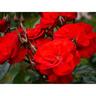 Rose Plant 6 Litre Orange /Red