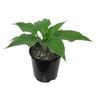Hosta Blue Wedgwood