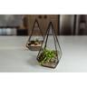 Glass Geometric Terrarium