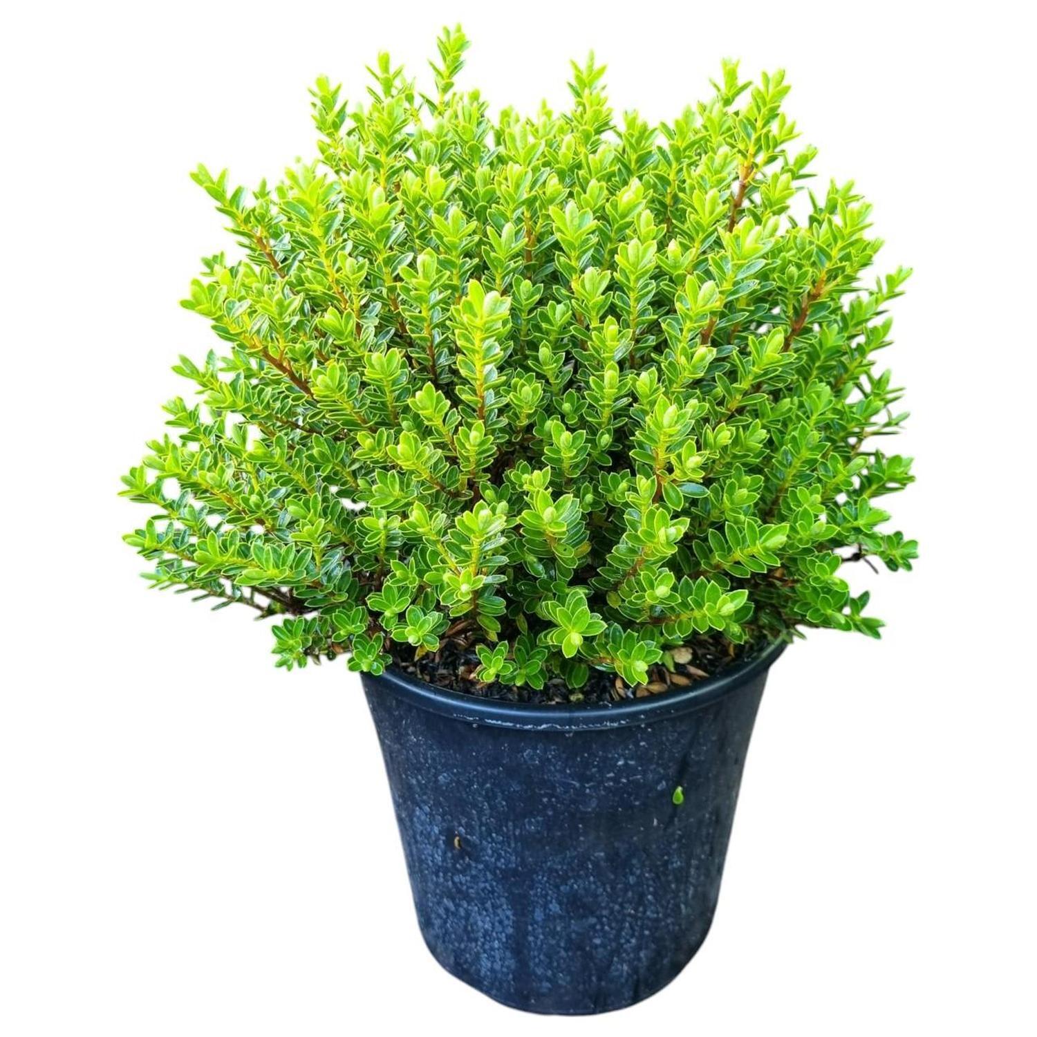 Hebe Buxifolia  4L