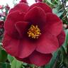 Camellia Hybrid 'Royal Velvet'