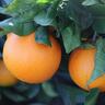 Orange Navelina
