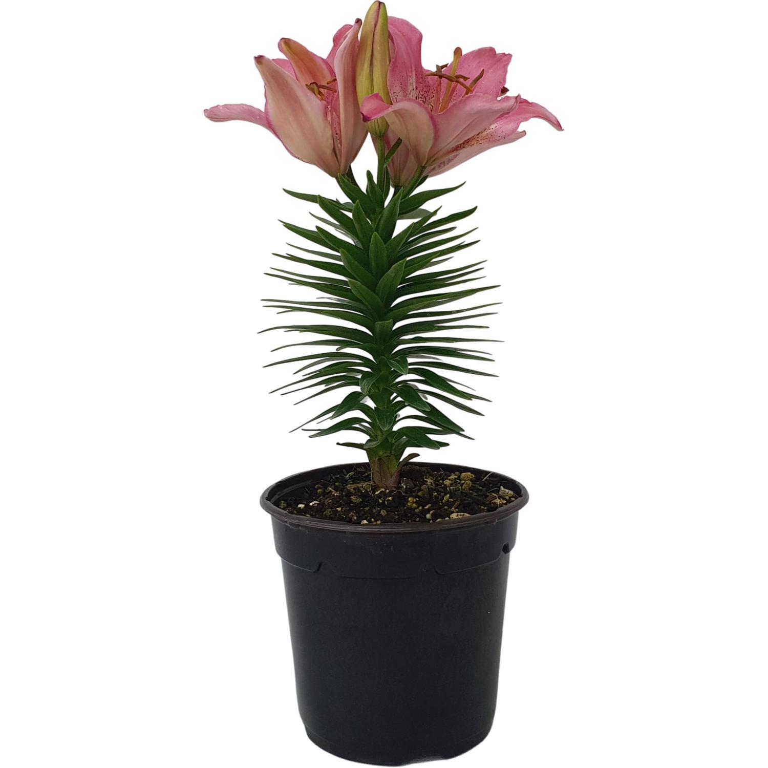 Lilium Foxtrot