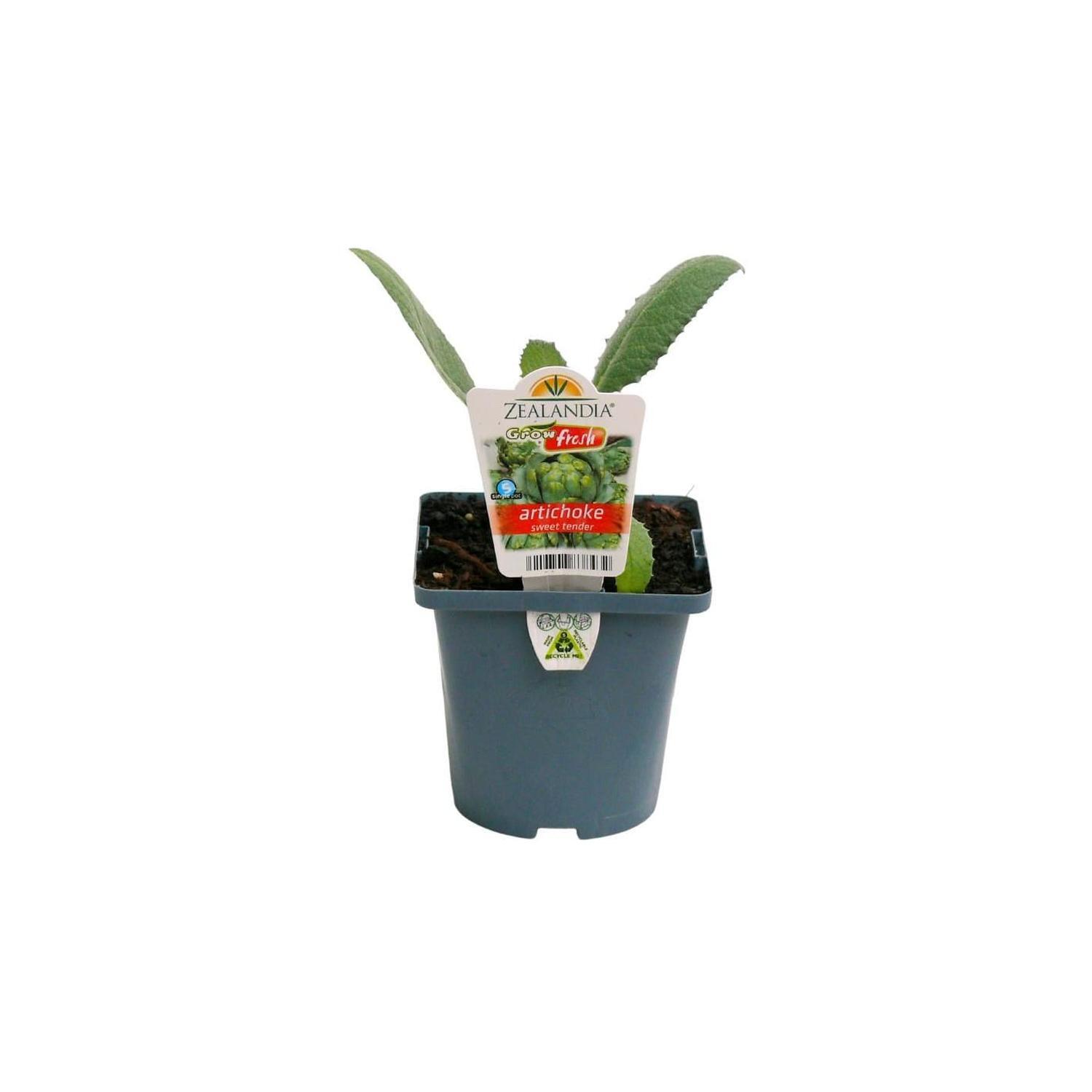 Artichoke Sweet Tender