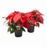 Poinsettia