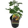 Raspberry Ebony 3 Litre Black