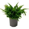 Nephrolepis Fluffy Ruffles