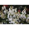 Pieris Temple Bells