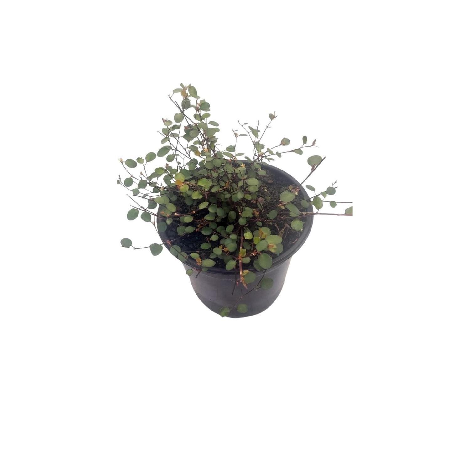 Muehlenbeckia complexa