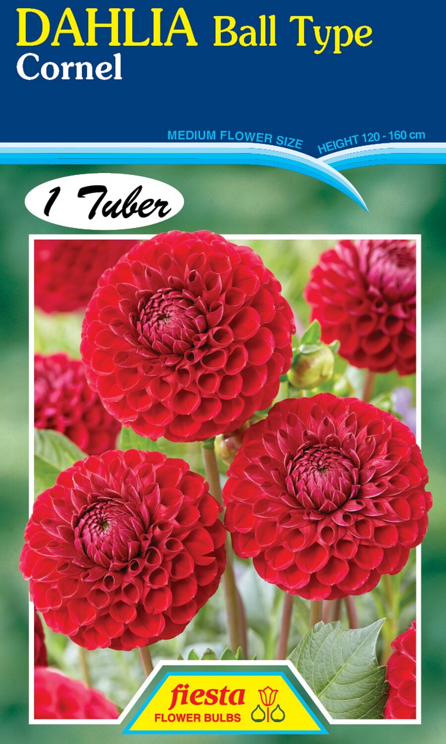 Dahlia Ball Cornel 1 Pack