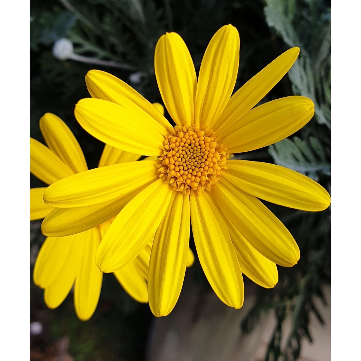 Euryops Pectinatus