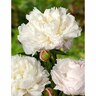 Paeony Double 'Shirley Temple'