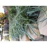 Carex Featherfalls 1.5 litre