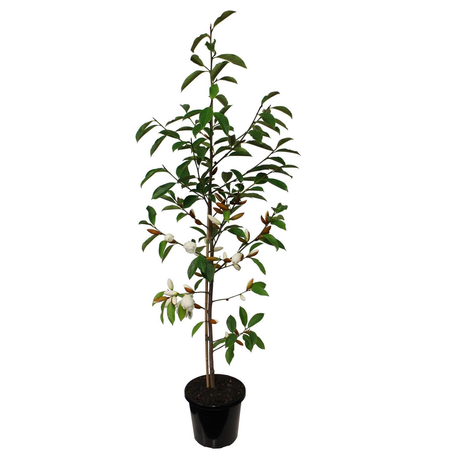 Michelia Lemon Fragrant
