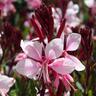Gaura Lillipop Blush