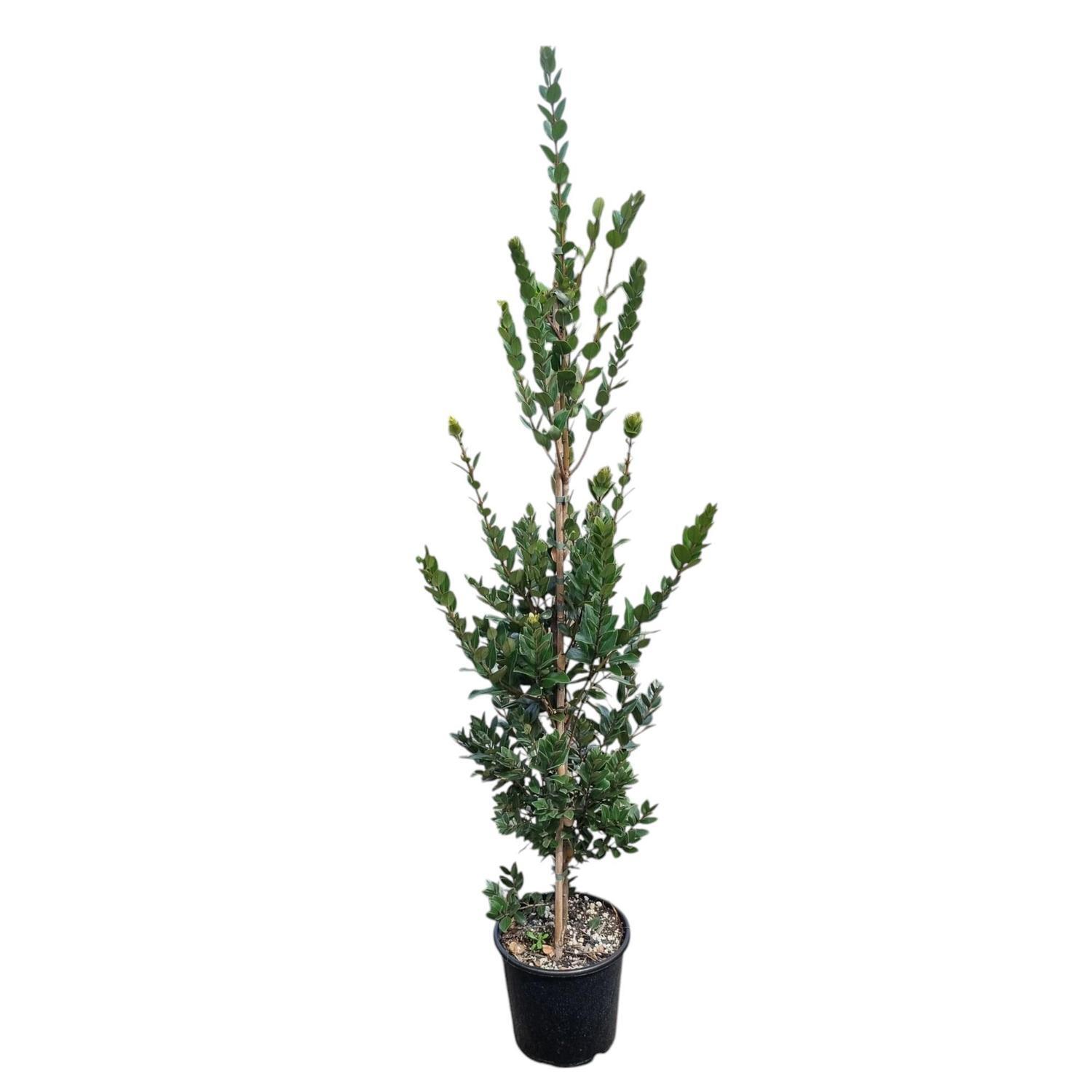 Metrosideros Mistral 'Pohutukawa'  8.5L