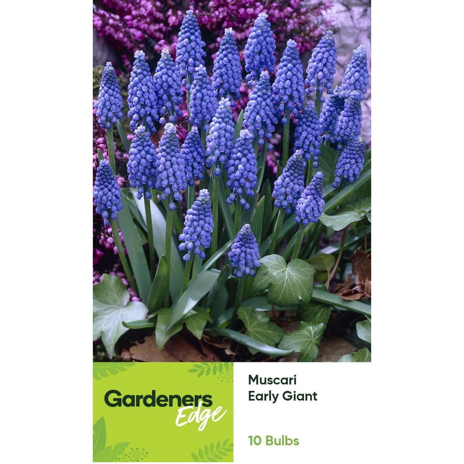 Muscari Early Giant 10 pack