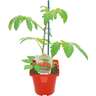 Grafted Tomato Dynamo 100mm