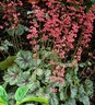 Heuchera Peppermint Spice